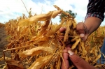 Piden declaratoria de desastre En Charagua la sequía les hace perder Bs 2 millones
